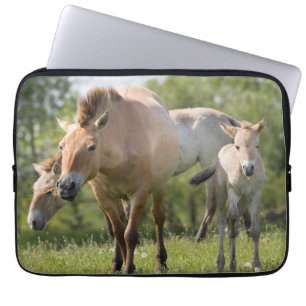 Housse Pour Ordinateur Portable Cheval de Przewalski et poulain marchant
