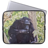 Chimpanzé