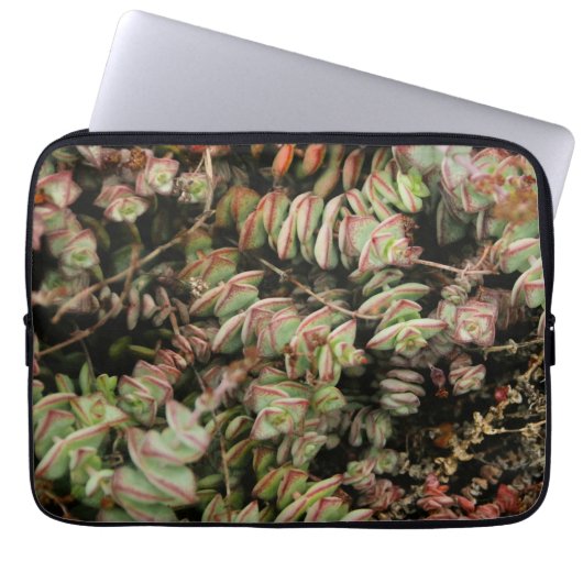 Housse Pour Ordinateur Portable Crassula perforata (Devant)