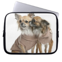 Deux Chihuahuas habillés (2 ans)