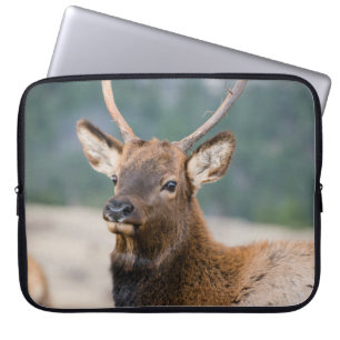 HOUSSE POUR ORDINATEUR PORTABLE ELK IN ROCKY MOUNTAIN NATIONAL PARK - ELK HERDS GR