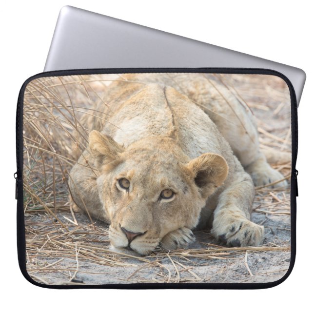 Housse Pour Ordinateur Portable Jeune lion (Devant)