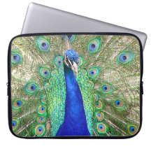 Peacock bleu