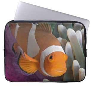 Housse Pour Ordinateur Portable Poisson clown occidental