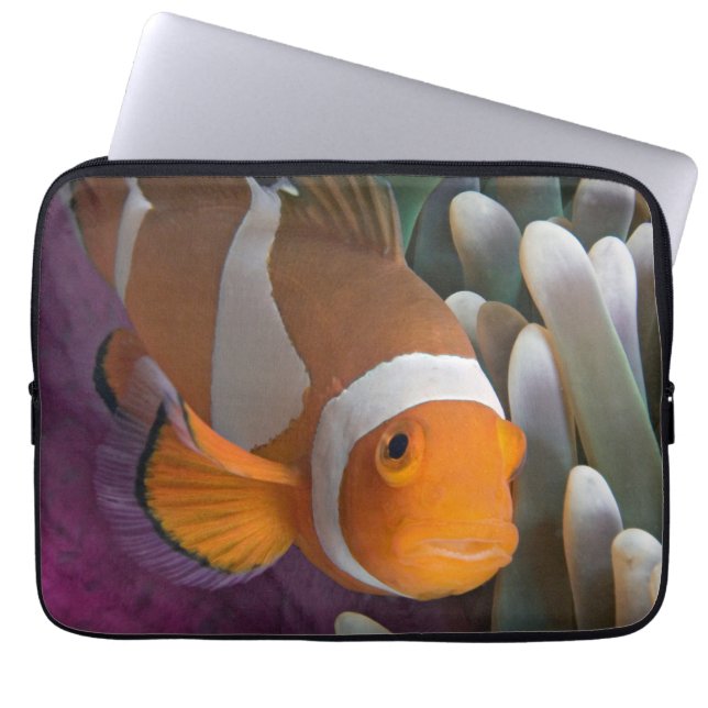 Housse Pour Ordinateur Portable Poisson clown occidental (Devant)