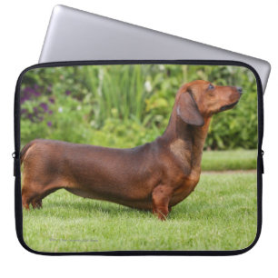 Housse Pour Ordinateur Portable teckel miniature Lisse-haired
