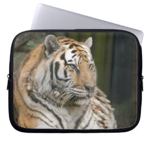 Housse Pour Ordinateur Portable Tigre de Sibérie