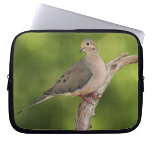 Housse Pour Ordinateur Portable Tourterelle triste, Zenaida macroura