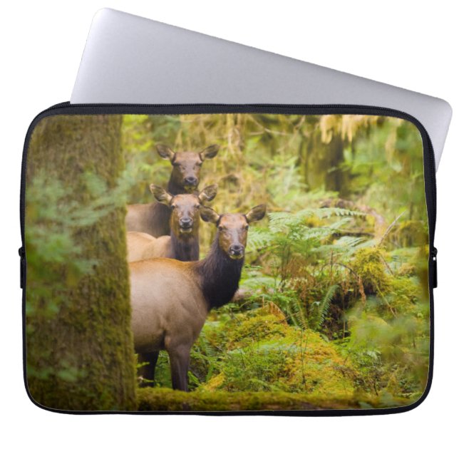 Housse Pour Ordinateur Portable Trois Vaches De Elk Roosevelt Regardant Vue (Devant)
