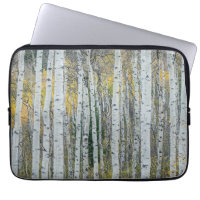 Troncs d'arbres trembles | Aspen, Colorado