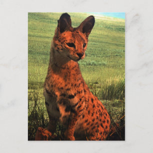 Houston Museum of Natural Science Briefkaart