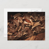 Houston Zoo Briefkaart (Voorkant / Achterkant)