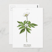  hout Anemone Botanische afdruk Briefkaart (Voorkant / Achterkant)