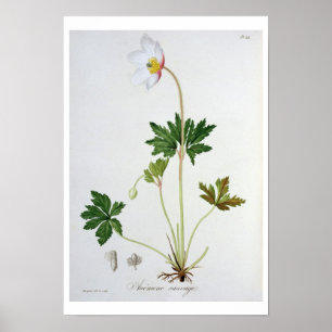 Hout Anemone uit 'Phytographie Medicale' door Jose Poster