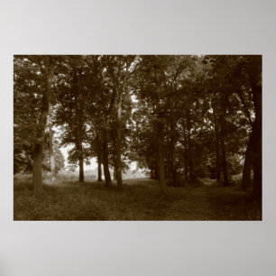 Hout, Bute Park Cardiff - Sepia toned BW Poster