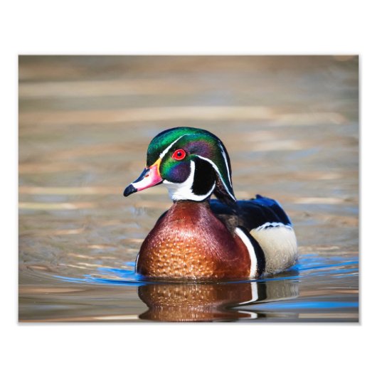 Hout Duck in een vijver Foto Afdruk (Voorkant)