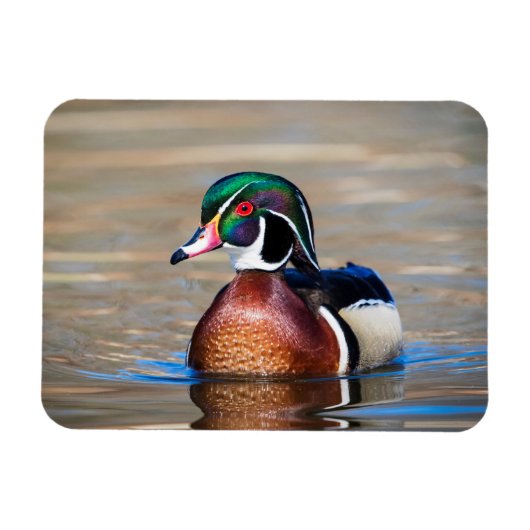 Hout Duck in een vijver Magneet (Horizontaal)