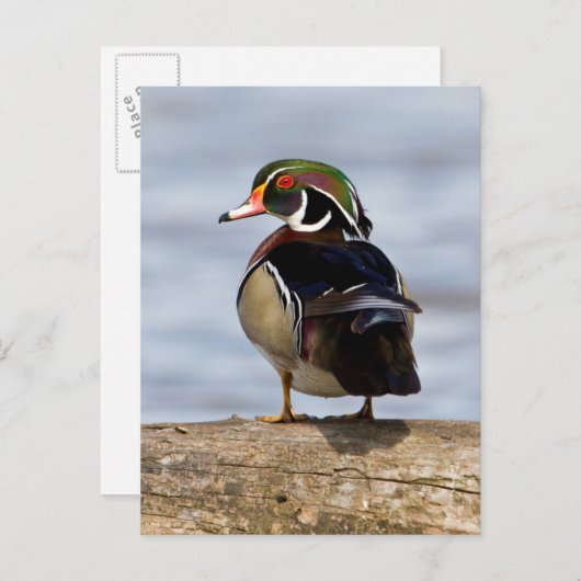 Hout Duck man op log in wetland Briefkaart (Voorkant / Achterkant)
