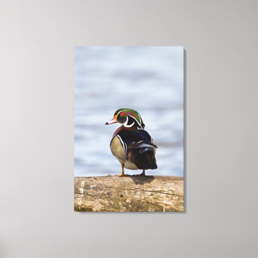 Hout Duck man op log in wetland Canvas Afdruk (Voorkant)
