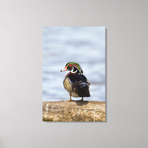 Hout Duck man op log in wetland Canvas Afdruk