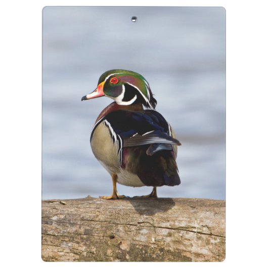 Hout Duck man op log in wetland Klembord (Achterkant)