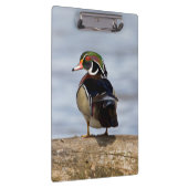 Hout Duck man op log in wetland Klembord (Rechts)