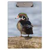 Hout Duck man op log in wetland Klembord (Voorkant)