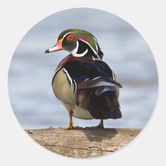 Hout Duck man op log in wetland Ronde Sticker (Voorkant)