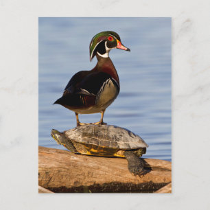 Hout Duck man op Red-oorige Slider Briefkaart