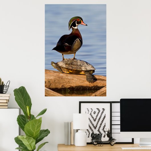 Hout Duck man op Red-oorige Slider Poster (Thuiskantoor)