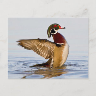 Hout Duck mantel flapping wings in wetland Briefkaart