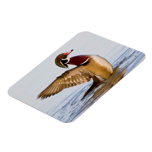 Hout Duck mantel flapping wings in wetland Magneet (Linkerzijde)