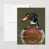 Hout Duck on Water Briefkaart (Voorkant / Achterkant)