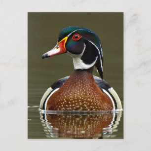 Hout Duck on Water Briefkaart
