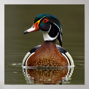 Hout Duck on Water Poster