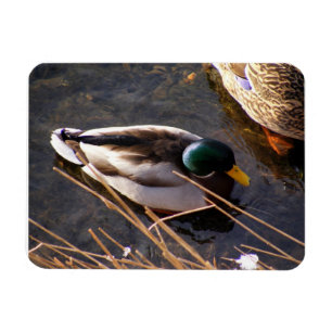 Hout Duck Premium Magnet Magneet