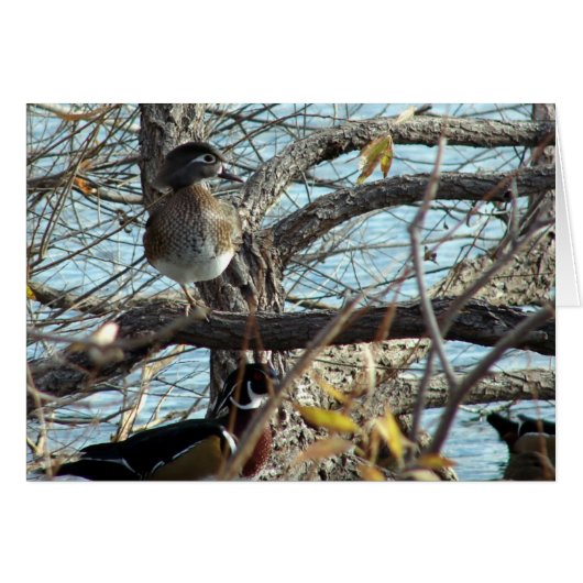 Hout Ducks (Voorkant Horizontaal)