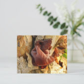 Hout Ear Mushroom Briefkaart (Staand voorkant)