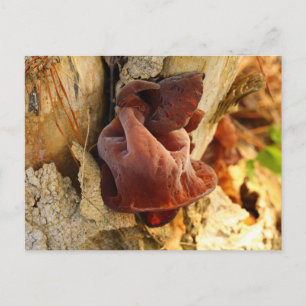 Hout Ear Mushroom Briefkaart
