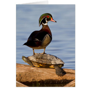 Hout eend mannetje staand op roodwangschildpad