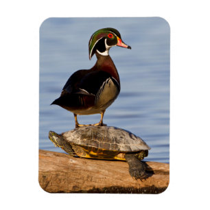 Hout eend mannetje staand op roodwangschildpad magneet