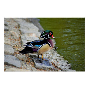 Hout eend schoonheid vogels natuur natuurleven perfect poster