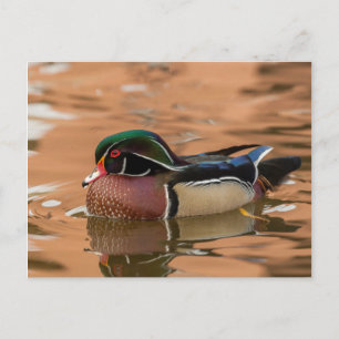 Hout eend zwemt in water briefkaart