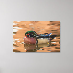 Hout eend zwemt in water canvas afdruk