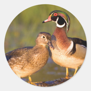 Hout Eenden en vrouw op het inloggen van wetland Ronde Sticker