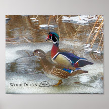 Hout Eenden op de Muskegon