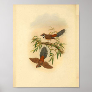 Hout Fantail Flycatcher Bird  Print