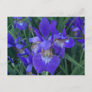 Hout Iris Briefkaart