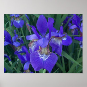 Hout Iris Poster