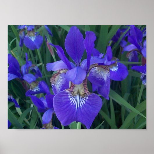 Hout Iris Poster (Voorkant)